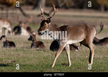 Daino Foto Stock