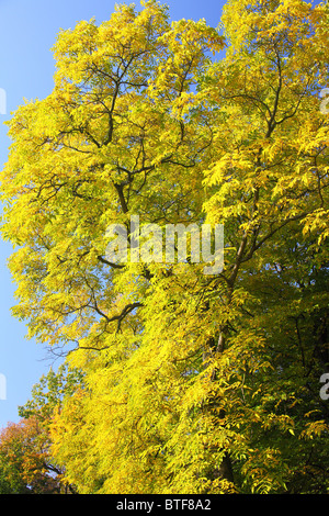 Noce comune Giallo autunno cadono le foglie fogliame Juglans regia Foto Stock