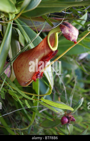 Madagascar, regione Anosy pianta carnivora Nepenthes (sp). Foto Stock