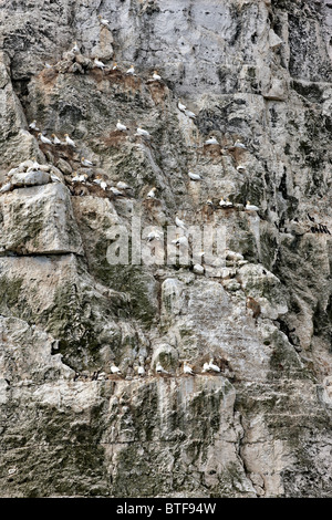 Sule sulle scogliere a Bempton, North Yorkshire costa. Estate Foto Stock
