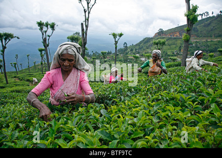 Le donne di tè di prelievo in corrispondenza di una piantagione nei pressi di Nuwara Eliya, Sri Lanka. Foto Stock