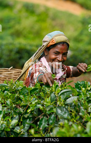 Donna raccolta di foglie di tè in una piantagione vicino a Nuwara Eliya, Sri Lanka. Foto Stock