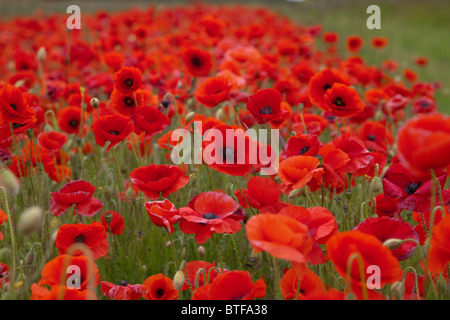 Poppyfields Foto Stock