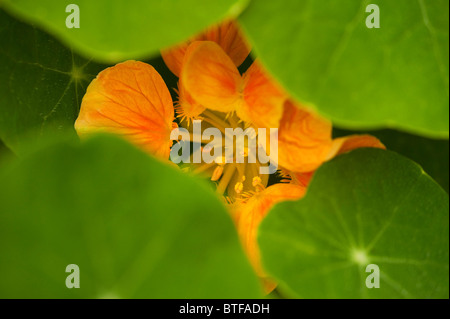 Close up di un Nasturtium majus 'Whirlybird' in fiore Foto Stock