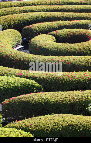 Una vista parziale del Getty Center giardino labirinto progettato utilizzando la siepe ornamentale piantato all'interno della piscina poco profonda dell'acqua. Foto Stock