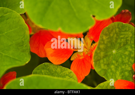 Close up di un Nasturtium majus 'Whirlybird' in fiore Foto Stock