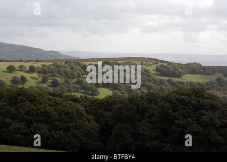 Bosco di querce sulle pendici del Pan di Zucchero Mynydd Pen-y-caduta Abergavenny Monmouthshire Galles Foto Stock
