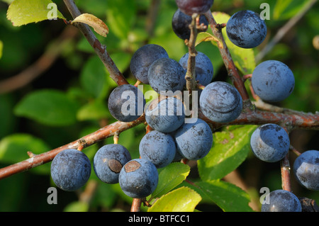 Frutta prugnolo - Prunus spinosa Foto Stock