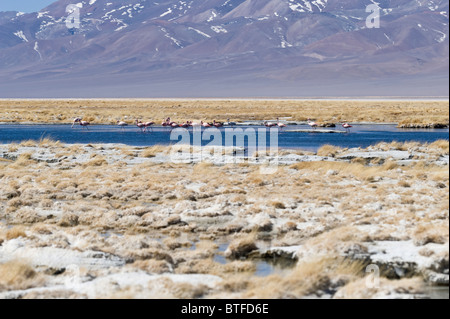 Il Fenicottero andino (Phoenicopterus andinus) habitat poco profonde di acqua salata Laguna Santa Rosa PN Nevado Tres Cruces Atacama Cile Foto Stock