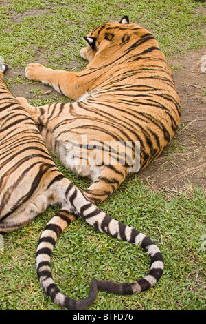 Tiger tails formano un cuore in Tiger unito, una struttura turistica di dove i visitatori possono pet e interagire con le tigri sotto la supervisione Foto Stock