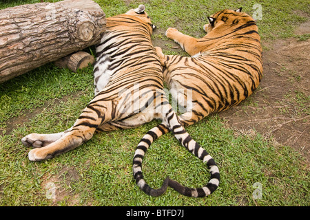 Tiger tails formano un cuore in Tiger unito, una struttura turistica di dove i visitatori possono pet e interagire con le tigri sotto la supervisione Foto Stock