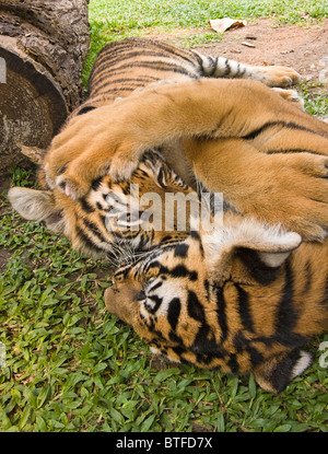 Sei-mese-vecchio cuccioli di tigre lottano e giocare. Queste sono le tigri indocinese, chiamato Corbett tiger, una sottospecie trovati in Southeas Foto Stock