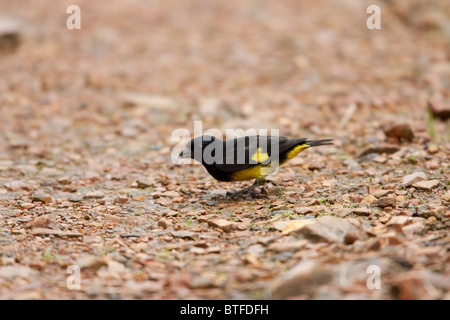 A becco giallo lucherino (Spinus xanthogastrus xanthogastrus), alimentazione maschio sul terreno. Foto Stock