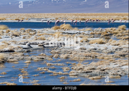 Il Fenicottero andino (Phoenicopterus andinus) gregge alimenta shallow acqua salata Laguna Santa Rosa PN Nevado Tres Cruces Cile Foto Stock