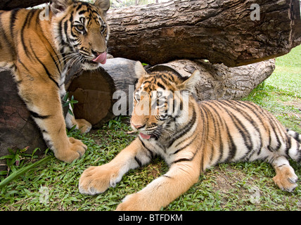 Sei-mese-vecchio cuccioli di tigre lottano e giocare. Queste sono le tigri indocinese, chiamato Corbett tiger, una sottospecie trovati in Southeas Foto Stock