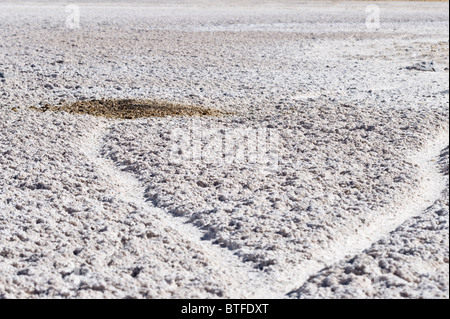 Vicuña (Vicugna vicugna) sterco comunale palo a 3800 m di altitudine prossimità della laguna di Santa Rosa la NP Nevado Tres Cruces Cile Foto Stock