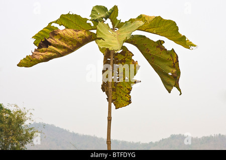 Giovane albero del teck. Tectona Grandis Foto Stock