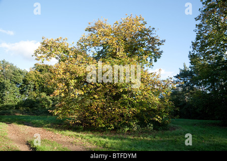 Albero di castagno dolce, Castanea sativa, Suffolk, Regno Unito Foto Stock