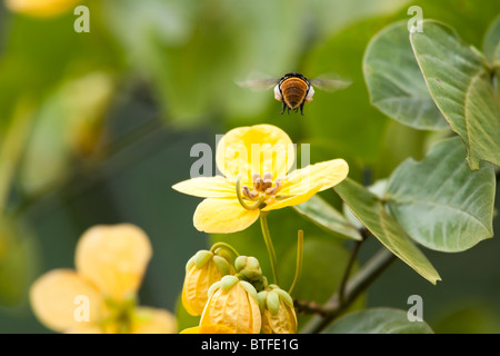 Il miele delle api con il polline sulle gambe alimentazione su un fiore giallo. Foto Stock