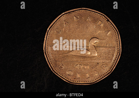 Moneta canadese da un dollaro con il loon comune o grande subacqueo settentrionale (Gavia Immer). Comunemente chiamato dollaro di Loonie. Foto Stock