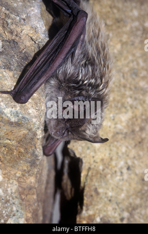 Bat barbastelle Caspian (Barbastella caspica), Tagikistan. Foto Stock