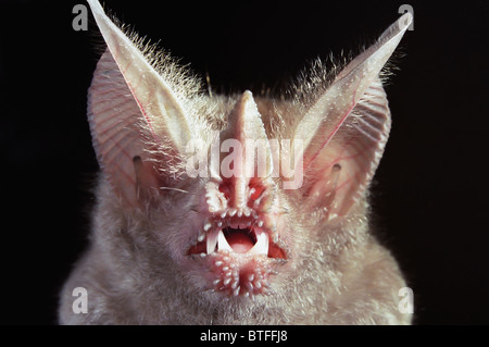 Fringe a labbro o rana-eating Bat (Trachops cirrhosus) ritratto, Ceara, Brasile Foto Stock