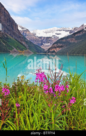 Blooming Fireweed al lago, il Lago Louise, Alberta, Canada Foto Stock