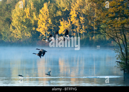 Oche del Canada volare in una nebbiosa il pittoresco lago. Regno Unito Foto Stock