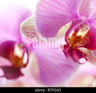 Paio di rosa e le orchidee bianche su bianco sfondo sfocato. Foto Stock