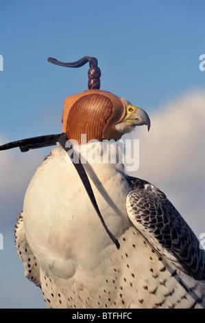 Falco pellegrino con cappuccio x Saker Falcon. La Falconeria Foto Stock