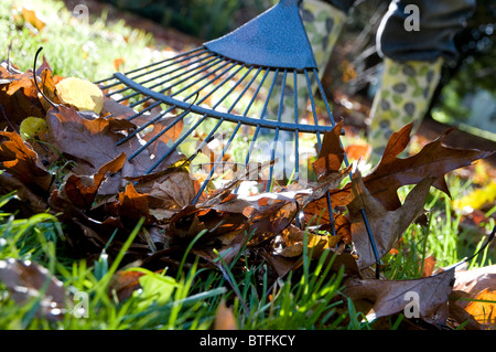 Persona raccogliere foglie di autunno con giardino rastrello in foglia Foto Stock