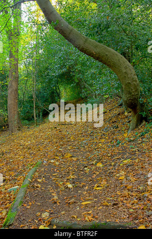 Autunno Scenic di Ryton Willows, bosco a piedi, Tyneside. Foto Stock