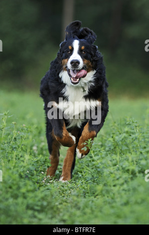Bovaro del Bernese (Canis lupus familiaris). Adulto che corre verso la telecamera. Foto Stock