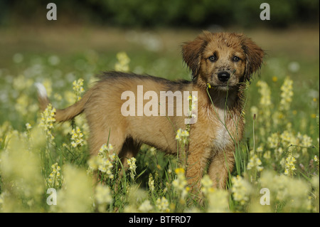 Waeller (Canis lupus familiaris). Puppy in piedi in un prato fiorito. Foto Stock