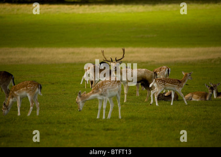 Cervi in Richmond Park London Inghilterra England Foto Stock