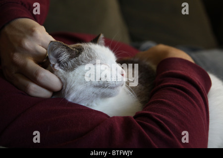 Un gatto essendo trattenuto e petted. Foto Stock