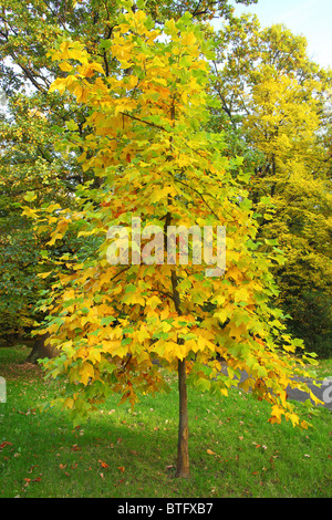 Giovani tulip tree con giallo fogliame di autunno liriodendron tulipifera Foto Stock