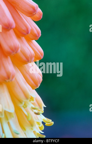 Red Hot Poker. Kniphofia Foto Stock