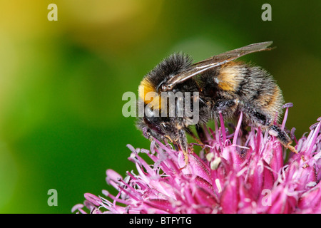 Un Bumblebee alimentazione su un Allium fiore. Foto Stock