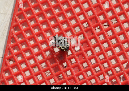 Una mosca morta ucciso da un rosso swatter. Foto Stock