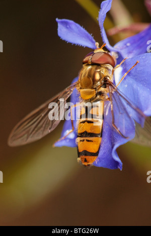 Voce maschile Episyrphus balteatus, o la marmellata di arance hoverfly alimentazione su un fiore di Lobelia. Foto Stock