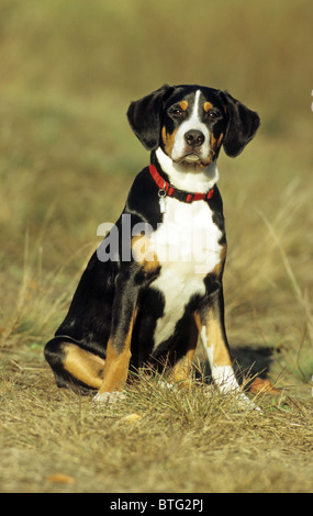 Maggiore Swiss Mountain Dog (Canis lupus familiaris), bambino seduto sull'erba. Foto Stock