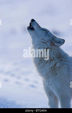 Grigio selvatico Wolf urlando- davvero selvaggia (non-prigioniero) wolf foto- Hayden Valley Pack Wolf540F del Parco Nazionale di Yellowstone Foto Stock