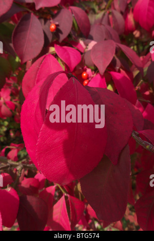 Rosso brillante caduta delle foglie di Euonymus alatus Foto Stock