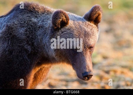 Unione orso bruno (Ursos arctos) al tramonto. La Finlandia. Foto Stock