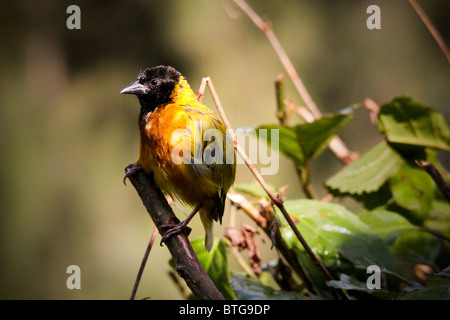 Jackson uccello tessitore, Lago Bunyonyi e, Uganda Foto Stock