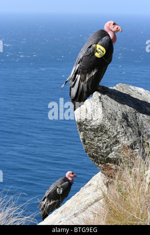 Coppia di California condor (Gymnogyps californianus) arroccato su una scogliera vicino a Big Sur in California Foto Stock