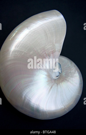 Iridato Shell Nautilus Foto Stock