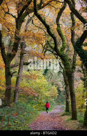 Una donna passeggiate attraverso boschi nel Parco Nazionale di Exmoor, REGNO UNITO Foto Stock