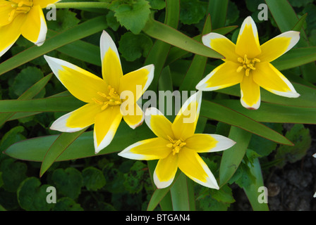 Tulipa tarda, molto breve, tardi , specie tulip, facile a crescere Foto Stock